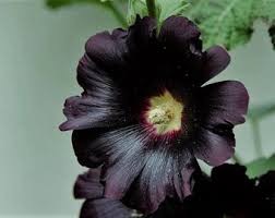 Image result for Alcea rosea `Appleblossom`