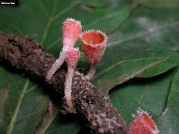 Attēlu rezultāti vaicājumam “Microstoma protracta”