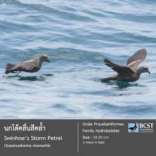 Image result for Oceanodroma monorhis