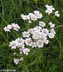 Image result for Achillea Ptarmica