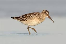 Attēlu rezultāti vaicājumam “Calidris falcinellus”
