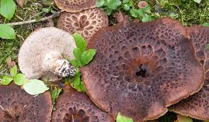 Attēlu rezultāti vaicājumam “Sarcodon imbricatum”