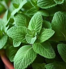 Attēlu rezultāti vaicājumam “Origanum vulgare leaf”