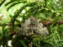 Attēlu rezultāti vaicājumam “Colostygia pectinataria”