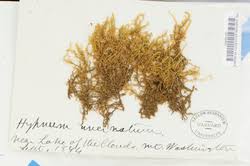 Attēlu rezultāti vaicājumam “Sanionia uncinata”