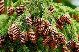 Attēlu rezultāti vaicājumam “Picea abies fruit”
