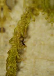 Attēlu rezultāti vaicājumam “Hemitrichia sordivesiculosa macro”