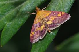 Attēlu rezultāti vaicājumam “Pyrausta aurata”