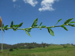Attēlu rezultāti vaicājumam “Polygonum arenastrum leaf”