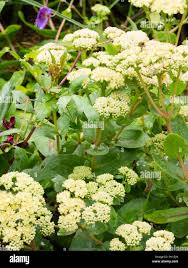 Attēlu rezultāti vaicājumam “Hylotelephium maximum flower”