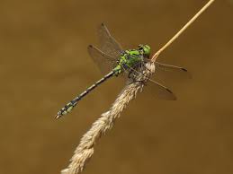 Attēlu rezultāti vaicājumam “Ophiogomphus cecilia”