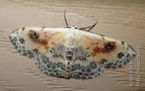 Attēlu rezultāti vaicājumam “Closterotomus biclavatus imago”