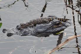 Image result for Alligator mississippiensis
