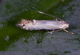 Attēlu rezultāti vaicājumam “Phytocoris tiliae imago”