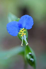 Attēlu rezultāti vaicājumam “Commelina coelestis flower”