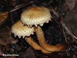 Attēlu rezultāti vaicājumam “Pholiota squarrosa”