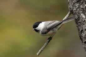 Attēlu rezultāti vaicājumam “Poecile montanus”