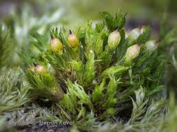 Attēlu rezultāti vaicājumam “Orthotrichum diaphanum”