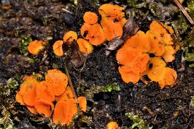 Attēlu rezultāti vaicājumam “Byssonectria fusispora”