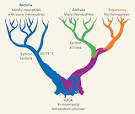 Figure 1 : Evolutionary biology: Ancient bacteria liked it hot ...