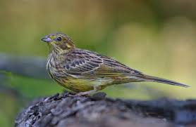 Attēlu rezultāti vaicājumam “Emberiza citrinella juvenile”