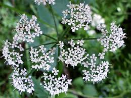 Image result for Pimpinella major