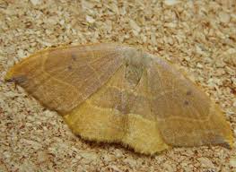 Attēlu rezultāti vaicājumam “Watsonalla binaria”