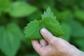 Attēlu rezultāti vaicājumam “Urtica urens leaf”