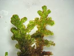 Attēlu rezultāti vaicājumam “Ptilidium pulcherrimum sporophyte”