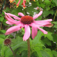 Attēlu rezultāti vaicājumam “Echinacea purpurea flower”