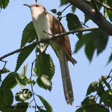 Image result for Coccyzus erythropthalmus