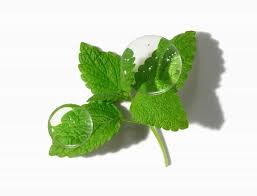 Image result for Melisse