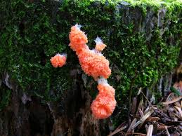 Attēlu rezultāti vaicājumam “Tubifera ferruginosa (subsp. ferruginosa) macro”