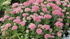 Image result for Chrysanthemum spectabile