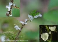 Attēlu rezultāti vaicājumam “Arrhenia retiruga”