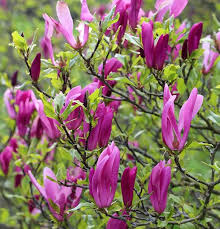 Attēlu rezultāti vaicājumam “Acer pseudoplatanus fo. purpurascens flower”