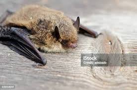 Attēlu rezultāti vaicājumam “Pipistrellus nathusii”