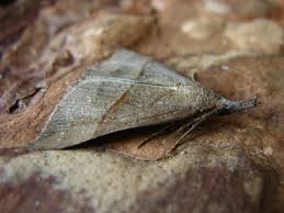 Attēlu rezultāti vaicājumam “Hypena proboscidalis”