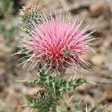 Attēlu rezultāti vaicājumam “Cirsium x rigens flower”