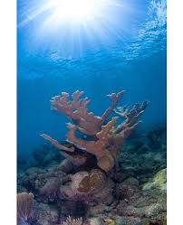 Attēlu rezultāti vaicājumam “Polypogon tentacularius male”