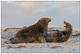 Image result for Halichoerus grypus