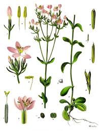 Image result for Centaurium erythraea