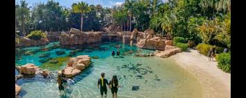 Image result for Discover Swimming