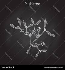 Attēlu rezultāti vaicājumam “Viscum album”