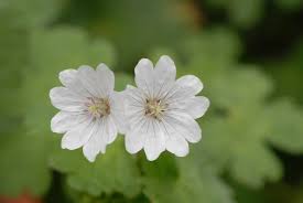 Attēlu rezultāti vaicājumam “Geranium pyrenaicum flower”