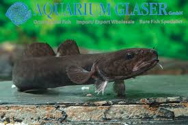 Attēlu rezultāti vaicājumam “Lota lota”