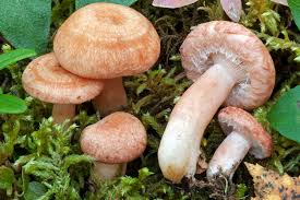 Attēlu rezultāti vaicājumam “Lactarius torminosus”