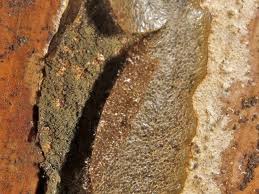 Attēlu rezultāti vaicājumam “Enteridium olivaceum”