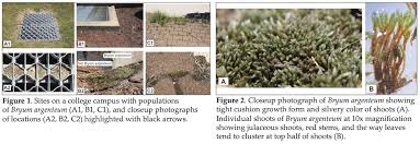 Attēlu rezultāti vaicājumam “Bryum argenteum sporophyte”