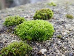 Attēlu rezultāti vaicājumam “Scapania mucronata macro”